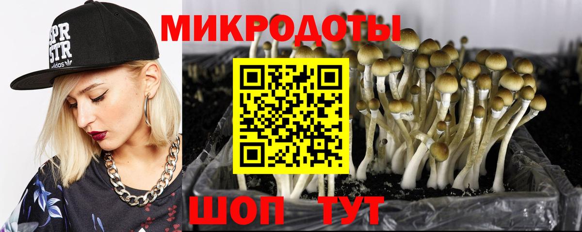 Гусев  Псилоцибиновые грибы Psilocybine cubensis  Вход с VPN 